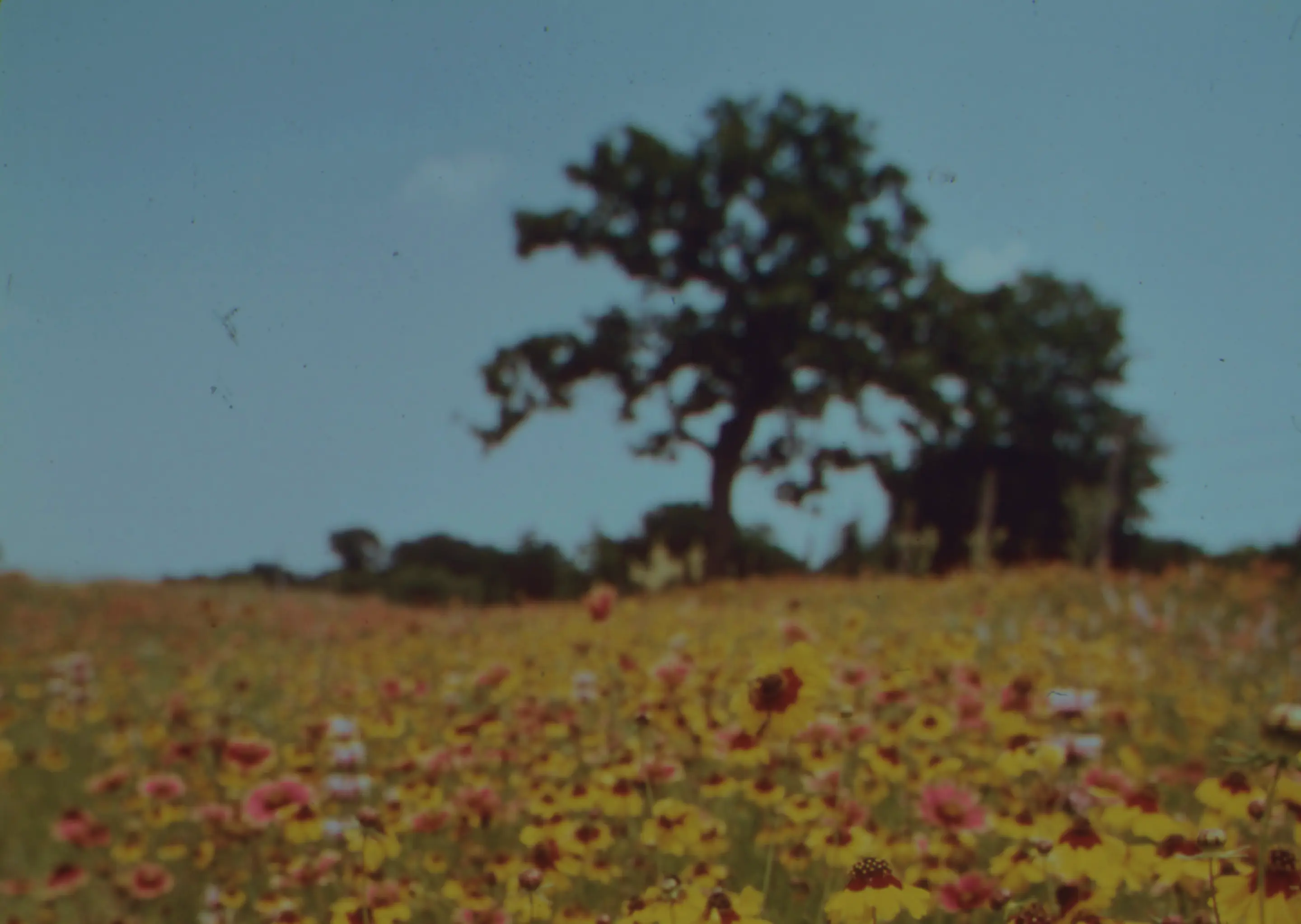 Photo of a field full of flowers, a blue sky and a tree.